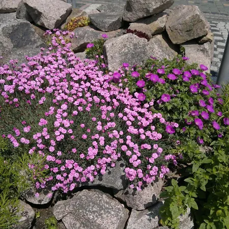 Bed & Breakfast Gaestehaus Schmidt