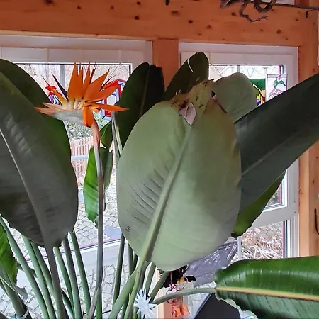 Bed & Breakfast Gaestehaus Schmidt *